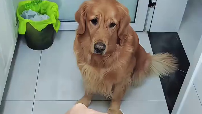 当穷鬼养了只馋狗