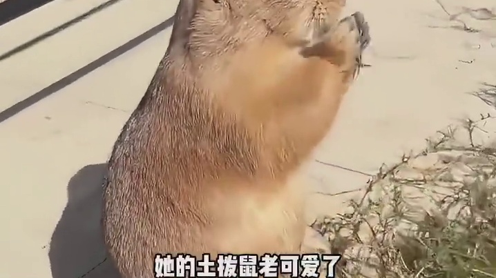 土拨鼠为什么总去站岗