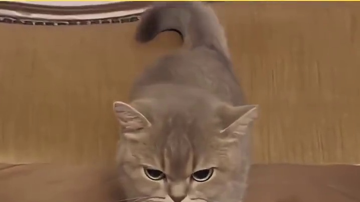 猫：我管孩子的时候你别吱声