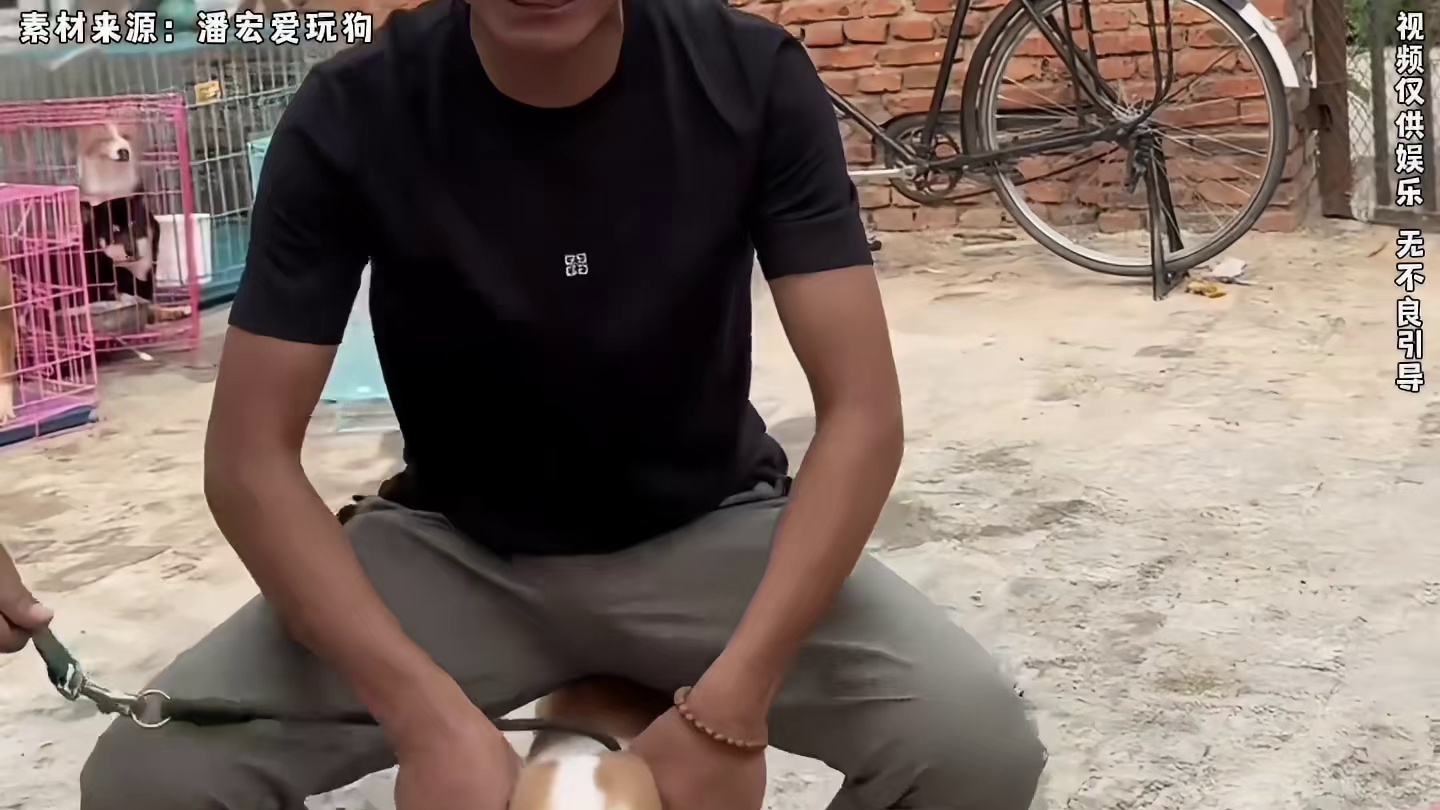 潘宏园区难道是柯基的克星，这里的柯基仿佛被下了什么魔咒一样？