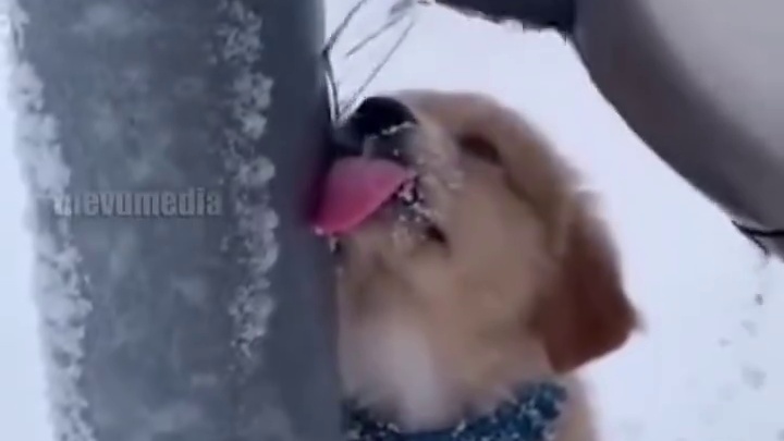 冬天用舌头舔铁屎，你也是狗中独一份了