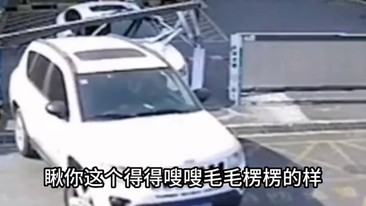 猪撞树上了，你撞猪上了