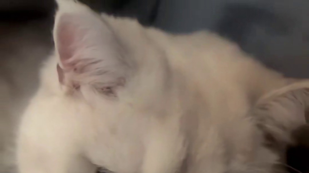眼睛瞎在小猫上！