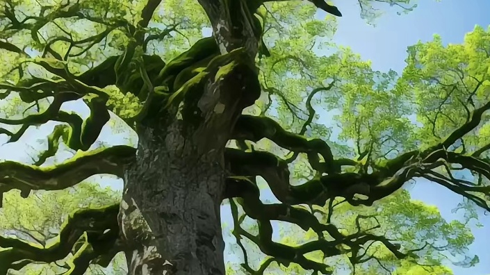 熊猫，首先它是熊