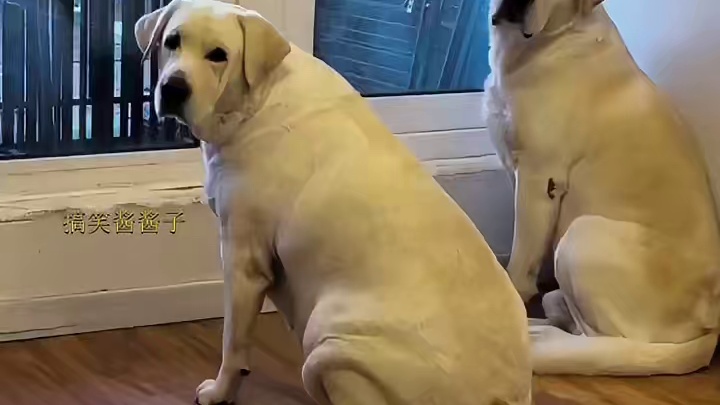 我很怀疑它们时常把我说的话当耳旁风！