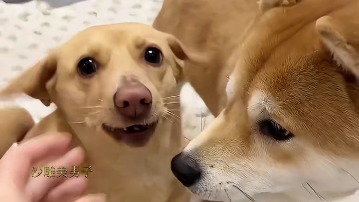 主人打猎回来啦