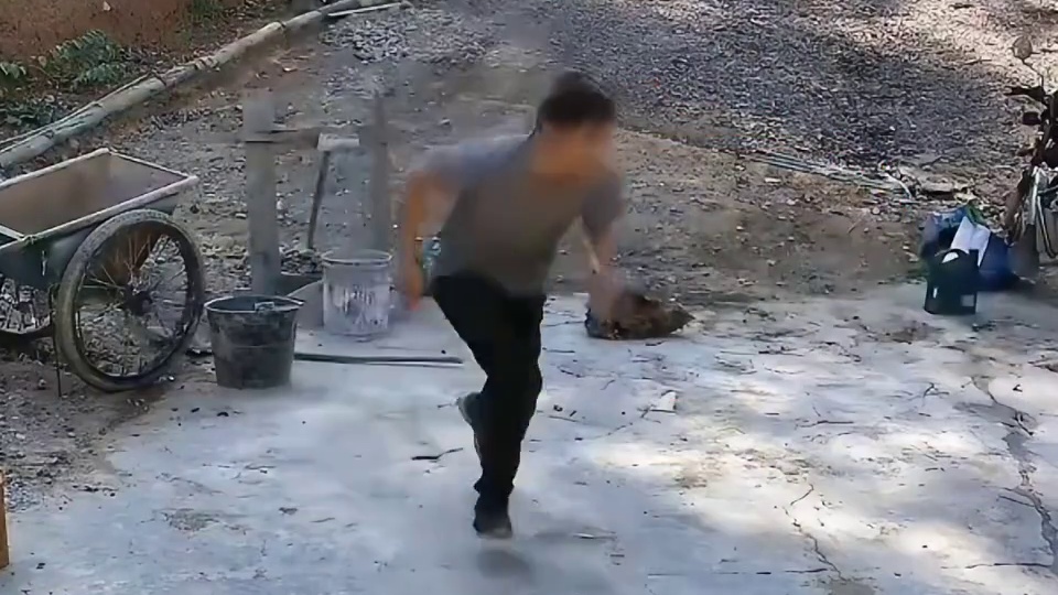 狗狗给主人带礼物爆笑名场面