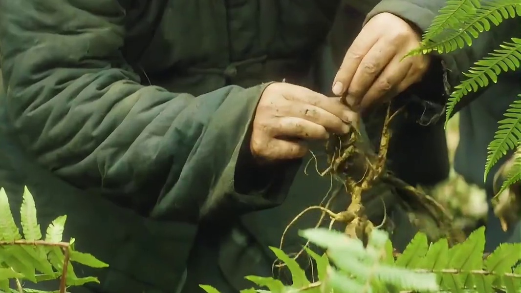 竟意外在深山老林里发现了百年参王