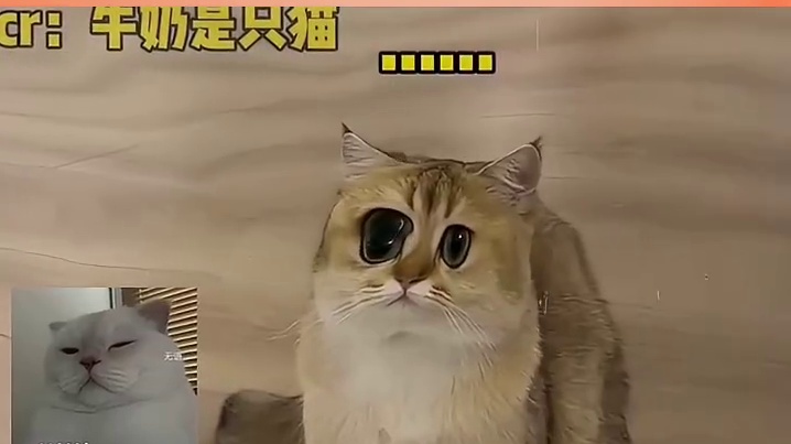 小猫：谁来鉴定一下网络热门生物