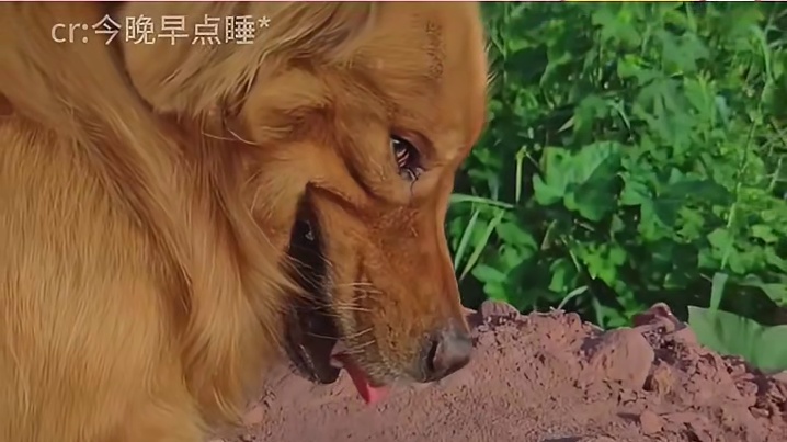 屎黄色的猫，酱油色的狗