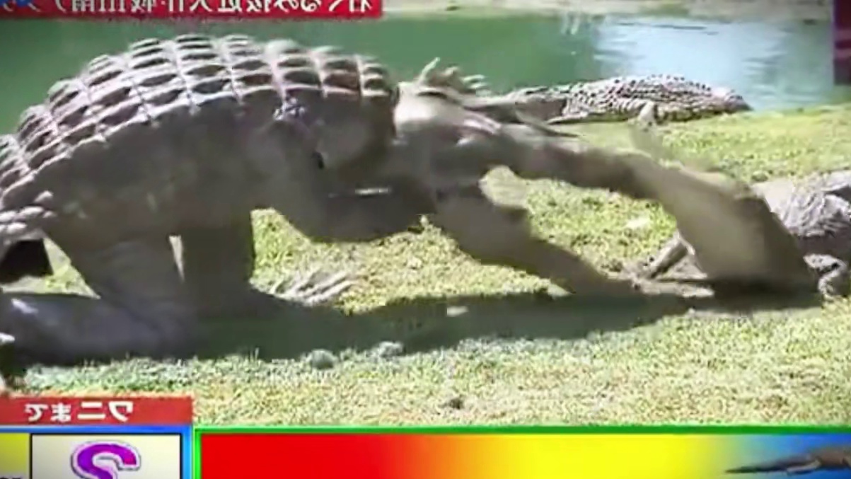 日本搞笑综艺：挑战无伤触摸鳄鱼