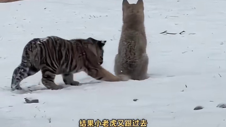 好可爱好可爱好可爱！多打