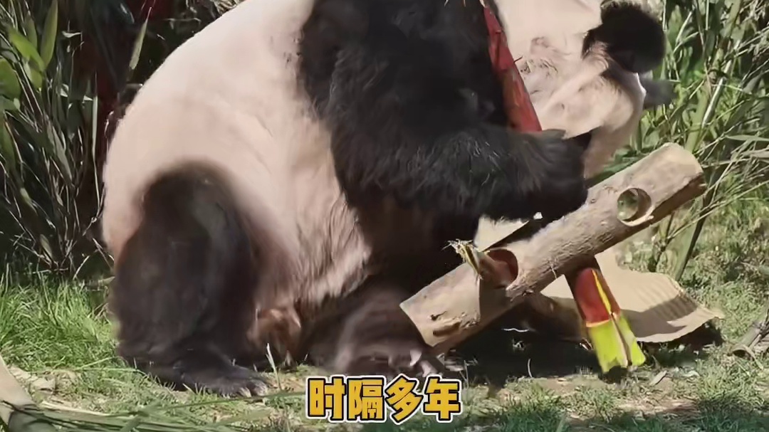 丫丫回国后变化 在爱里疯狂长出血肉