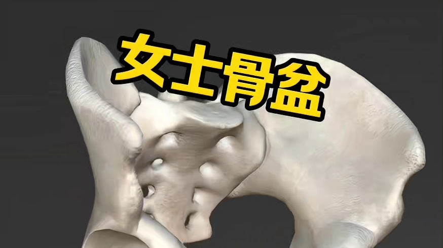 骨盆的特点