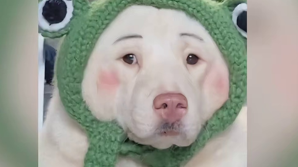 狗：你知道这十年我是怎么过的吗
