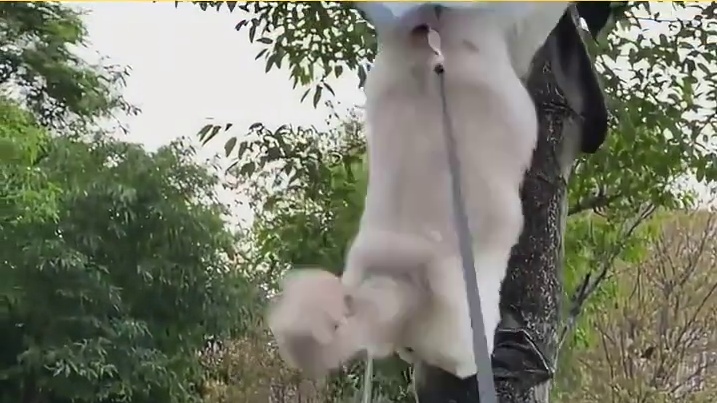 狗：我知道一条安全的路，猫：我知道一条最近的路！