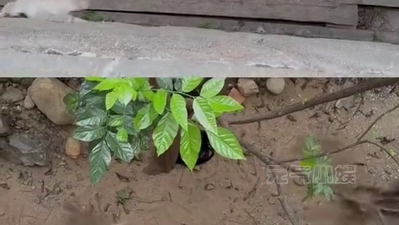 上一次这么害怕的小猫还是那只奶奶猫