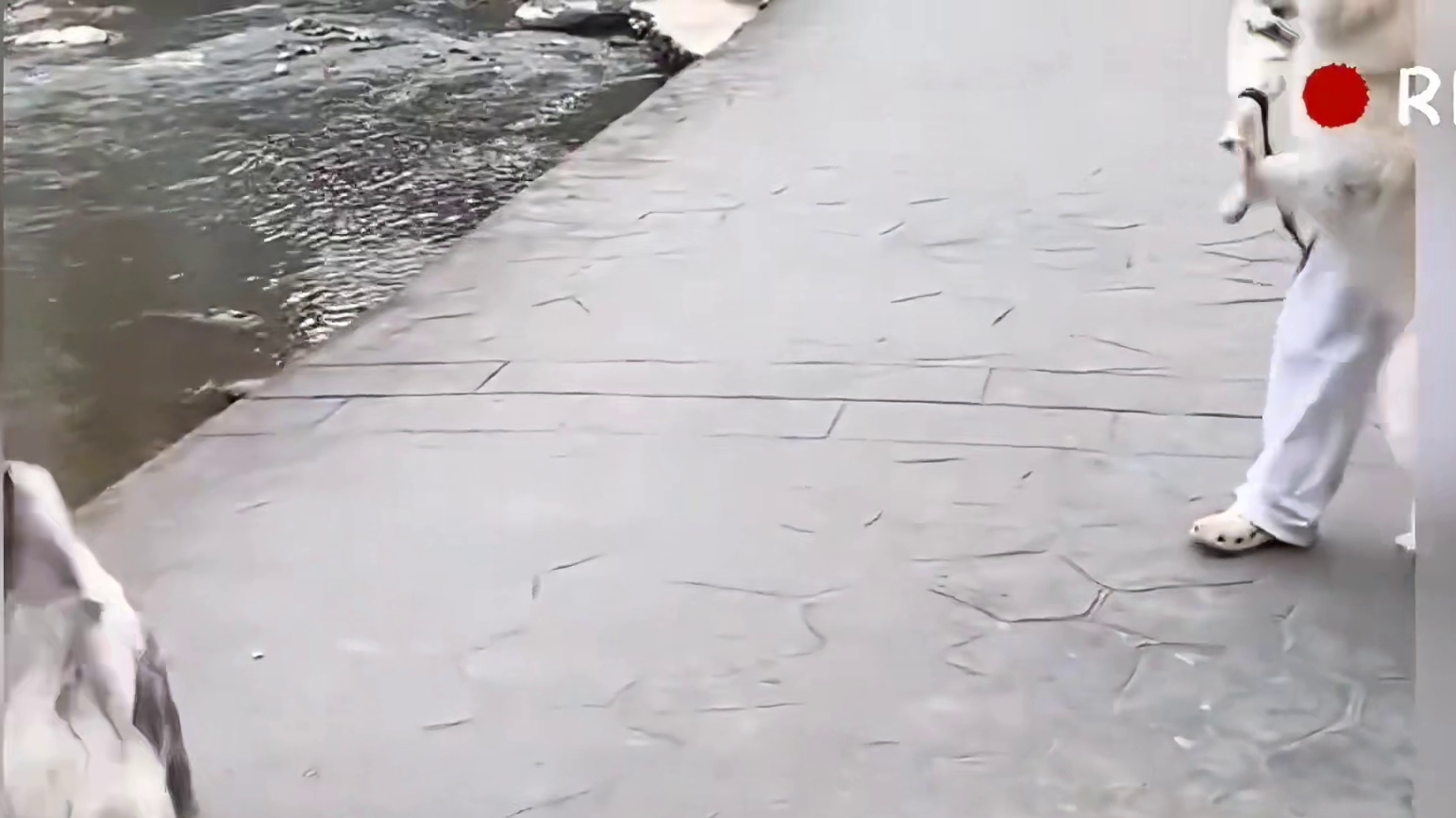 边牧你等我把我宠物放下的