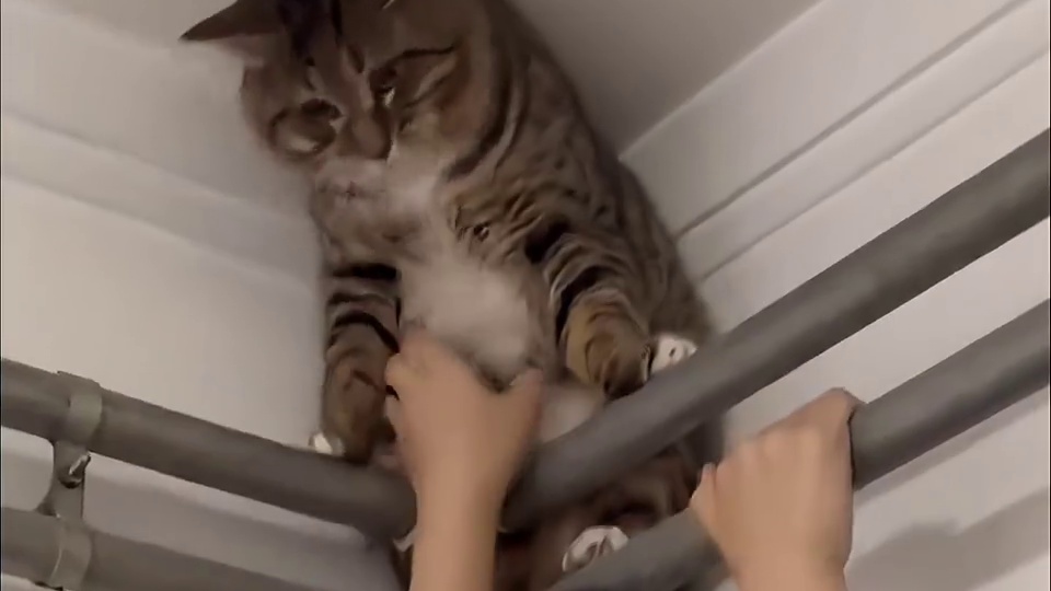 远看肥猫大，近看大肥猫！