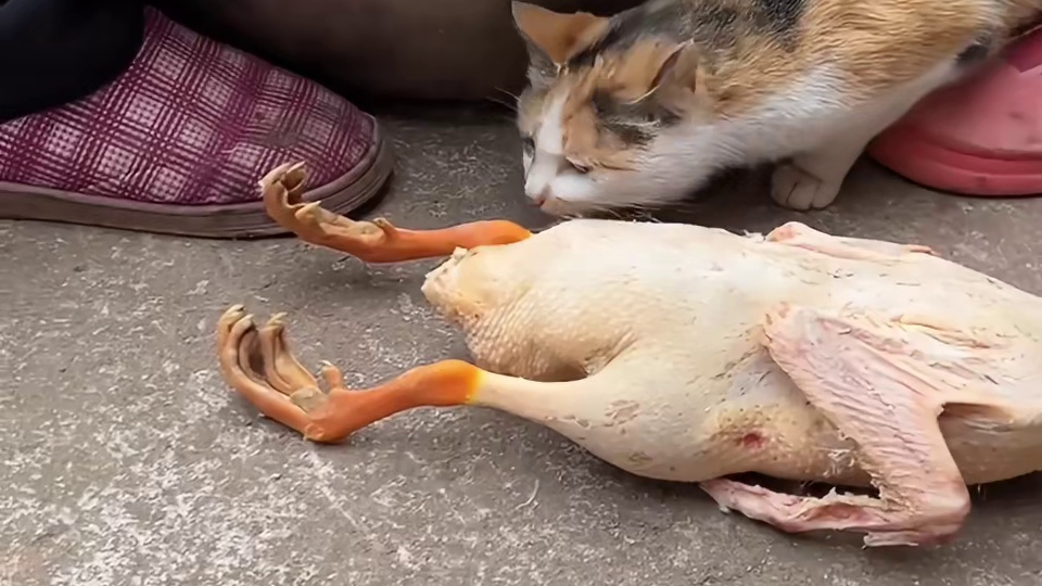 回村过年的猫咪已玩疯~