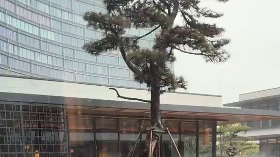 太想你们了 不想停播 该死的雨