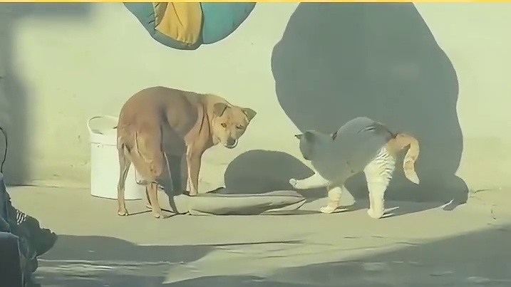 猫狗凑合着过日子