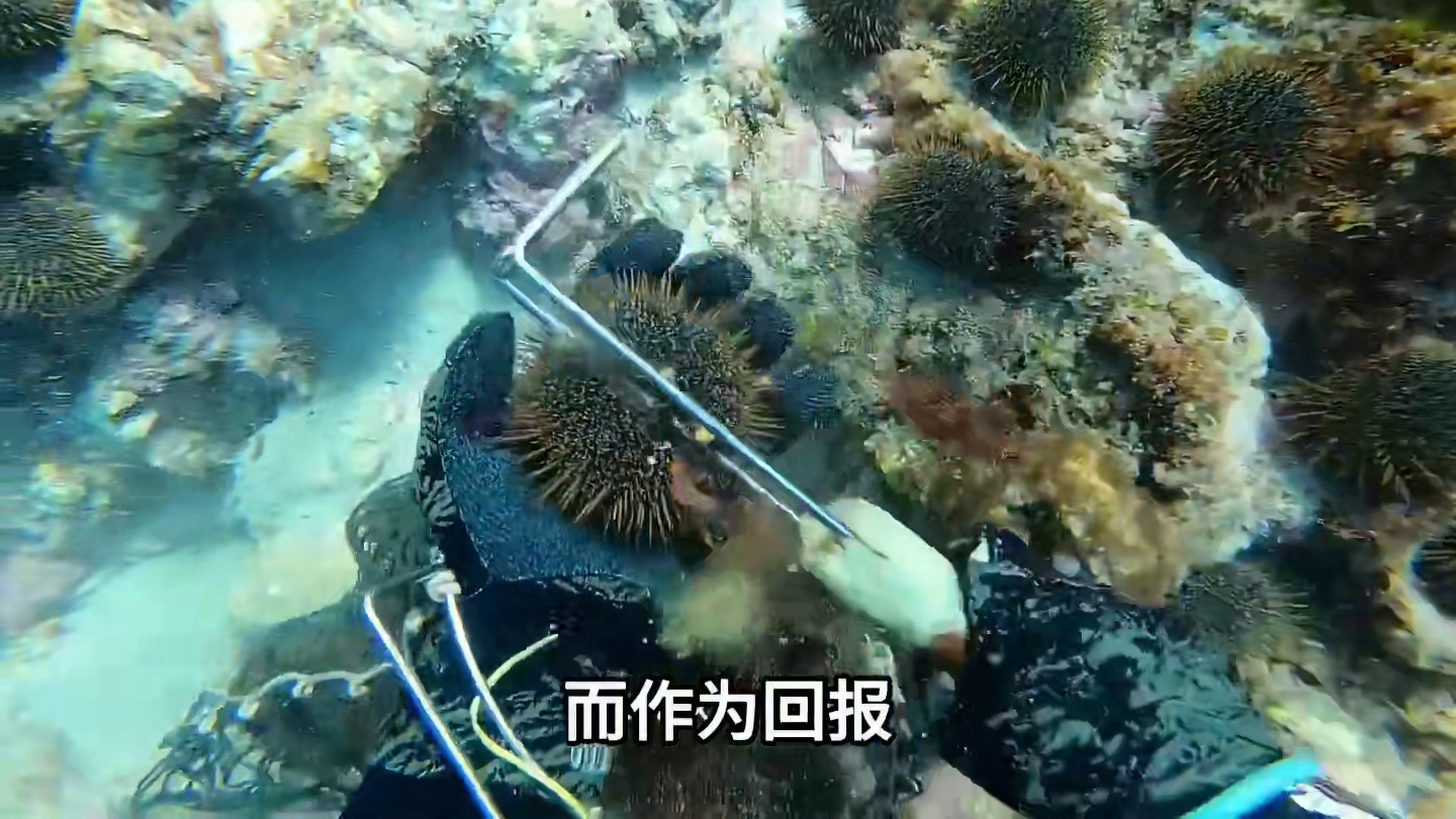 《海底农夫》雀鲷