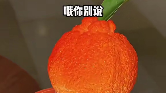 在上海吃到了济州岛同款gelato大橘 68一支