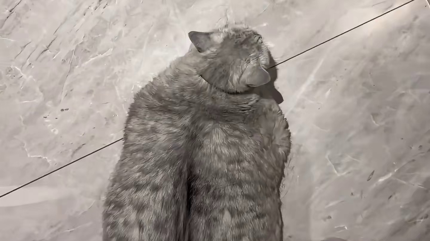胖成煤气罐的猪咪，没有一口猫粮是白吃的