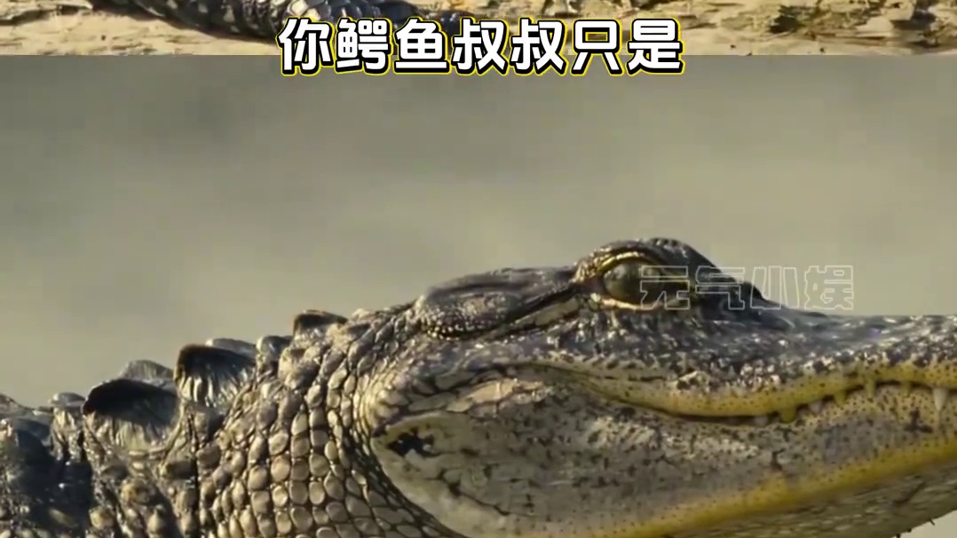 这才是地球ol最逆天的版本答案