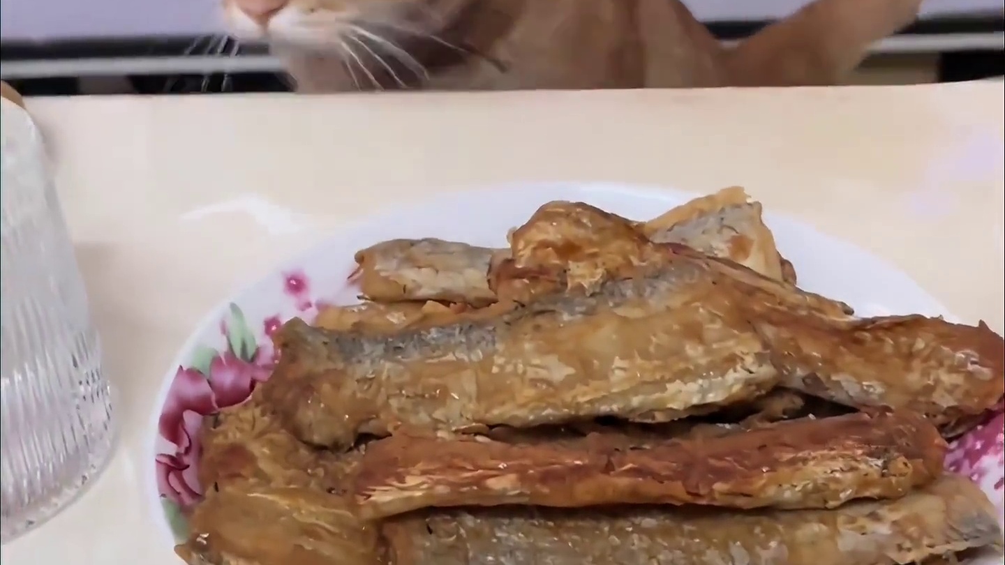 猫咪干饭的搞笑瞬间