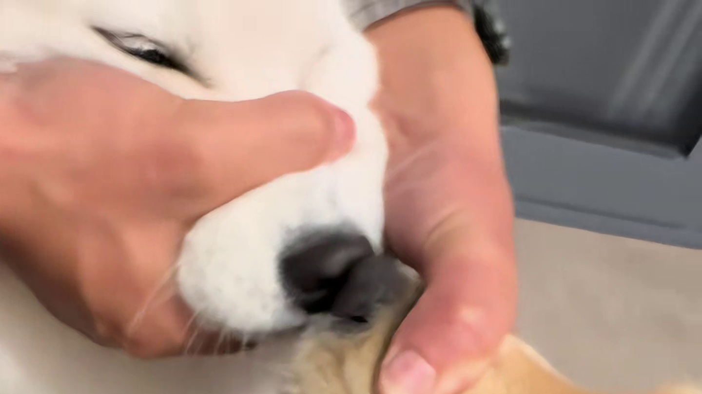 狗：咱俩各退一步，我不当狗，你也不是人