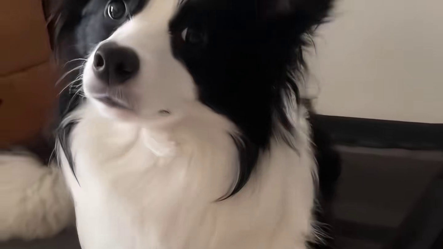 众所周知，狗是狗，边牧是边牧#狗子成精了