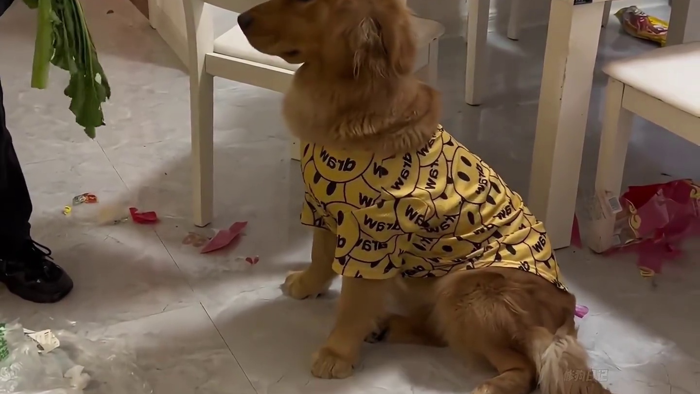 狗子犯错后，心虚是全国统一吗~