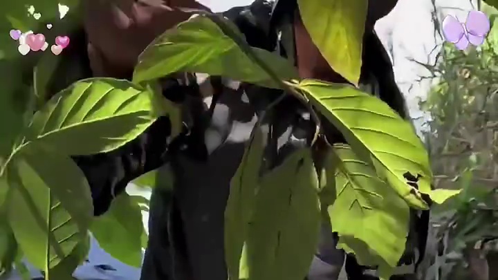 亚马逊雨林的纯女性部落！
