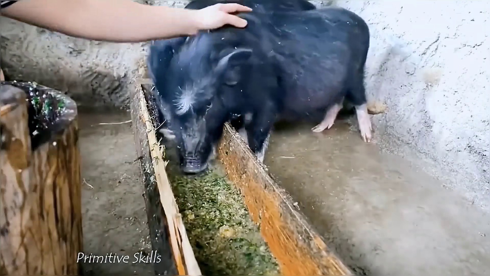 荒野独居精华篇，今天又开启了致富之路 养殖猪宝宝