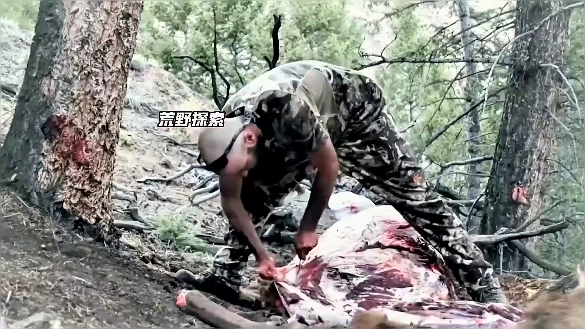 荒野独居最丝滑的冠军，射黑尾鹿逮美洲狮 重置版
