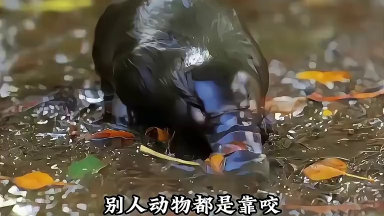 鸭嘴兽，地球上绝对的bug型选手！
