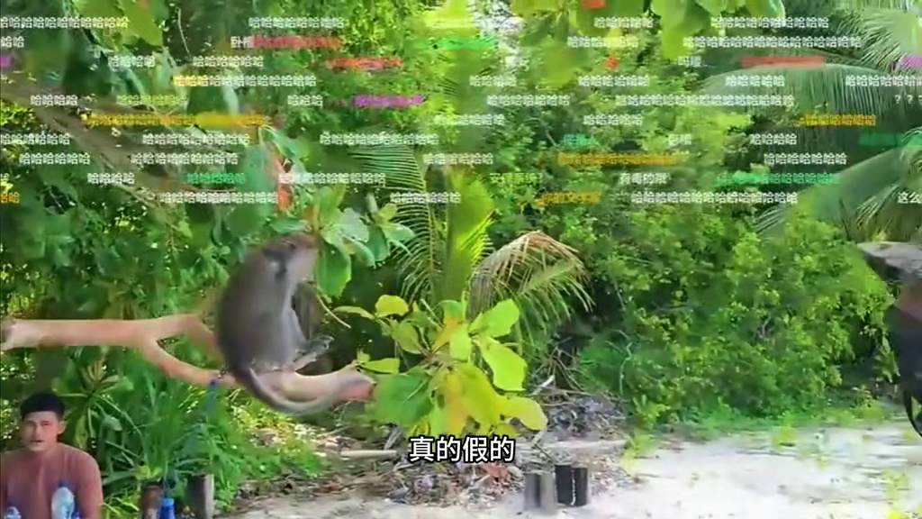 蛇哥也太猛了，在荒岛上给童锦程，安装了最强安保系统