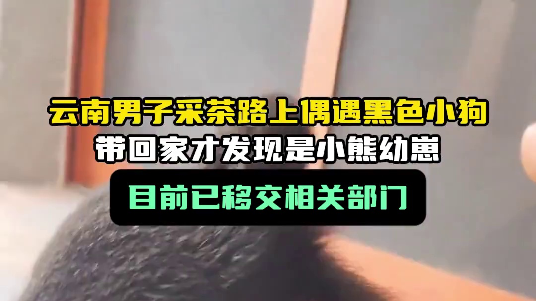云南男子采茶路上偶遇黑色小狗，带回家才发现是小熊幼崽，目前已移交相关部门
