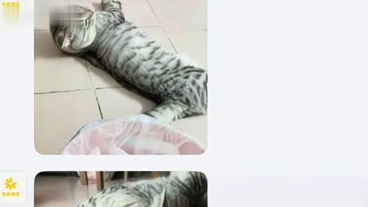 猫猫：你们礼貌嘛