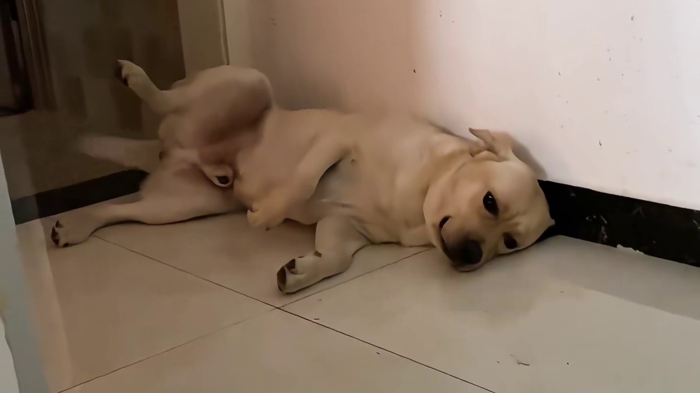 狗子：这个家我拆定了
