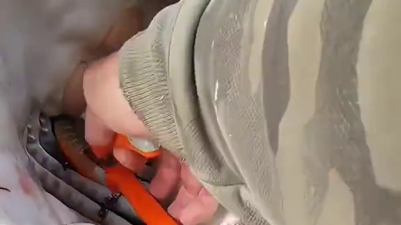 #这鱼哪个钓友看了不羡慕 #秋高气爽正是钓鱼好时节 #巨物