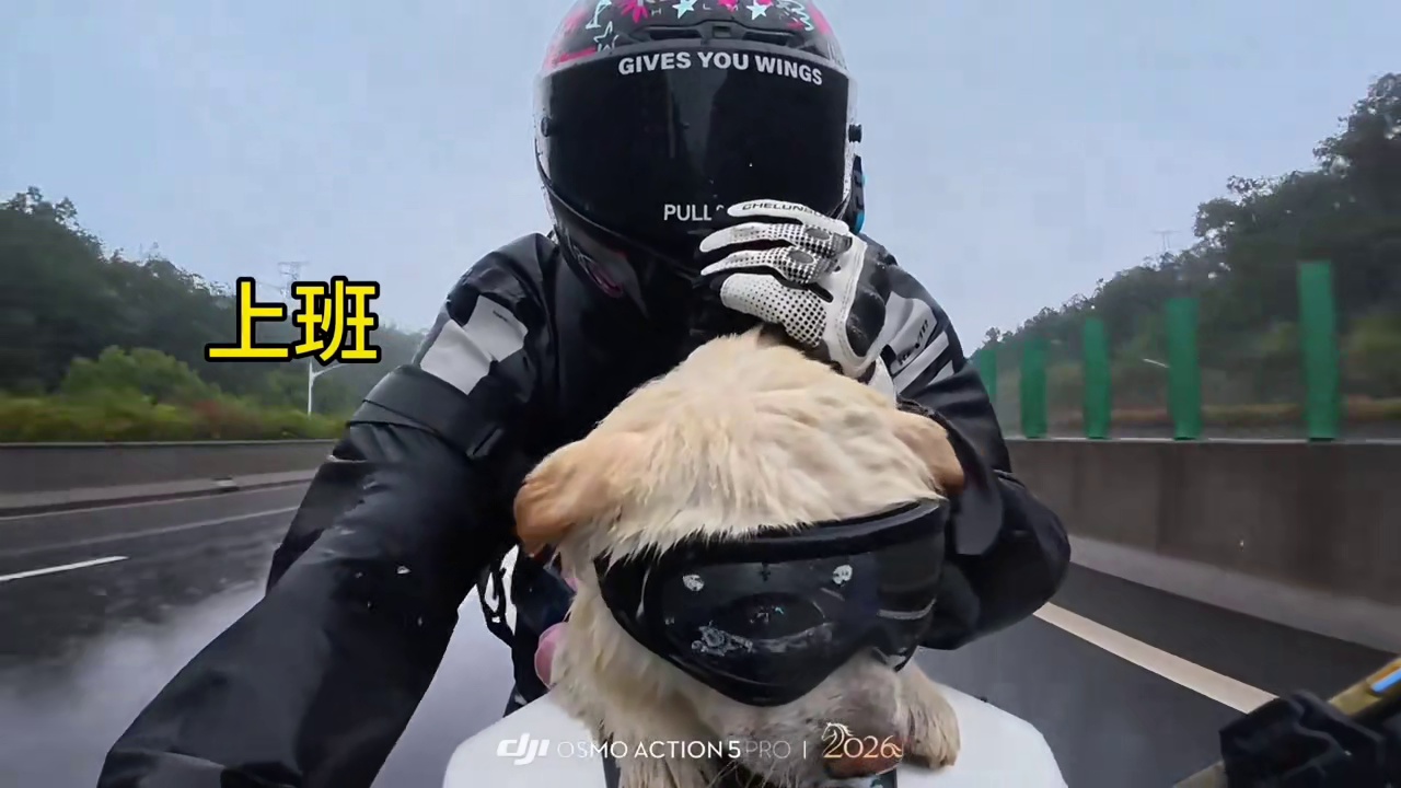 狗：跟着你遭老罪了！