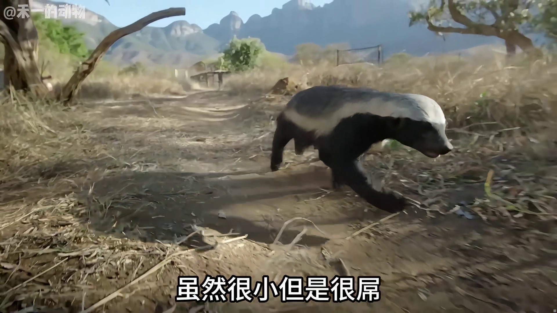 最无所畏惧的动物，平头哥蜜獾！