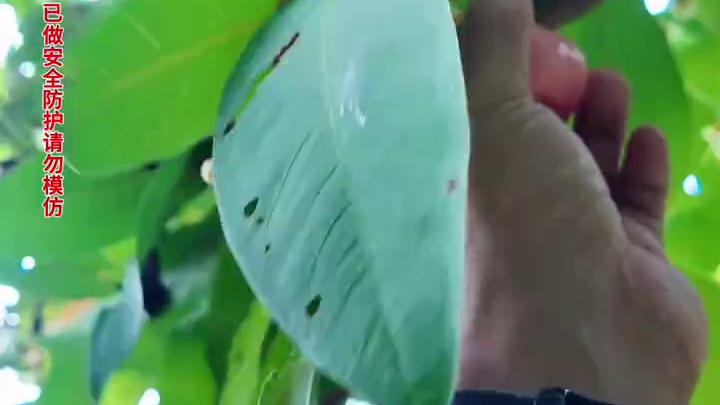 海岛三十九 这个小伙在海岛收获了这么多稀奇水果，还抓到了一个超级大青蟹，快来看看发生了什么吧！