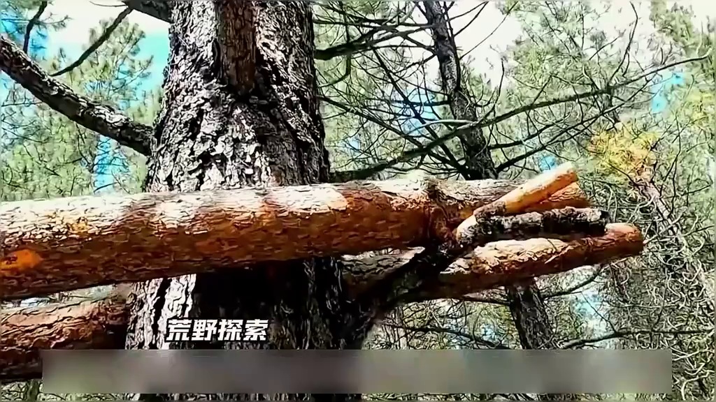 荒野独居冠军重返赛场，各路大神比拼专业求生技能