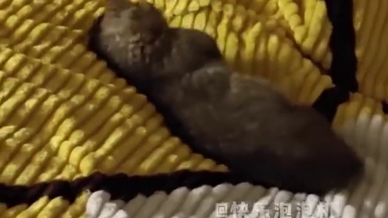 猫：和老年人住就是不方便！