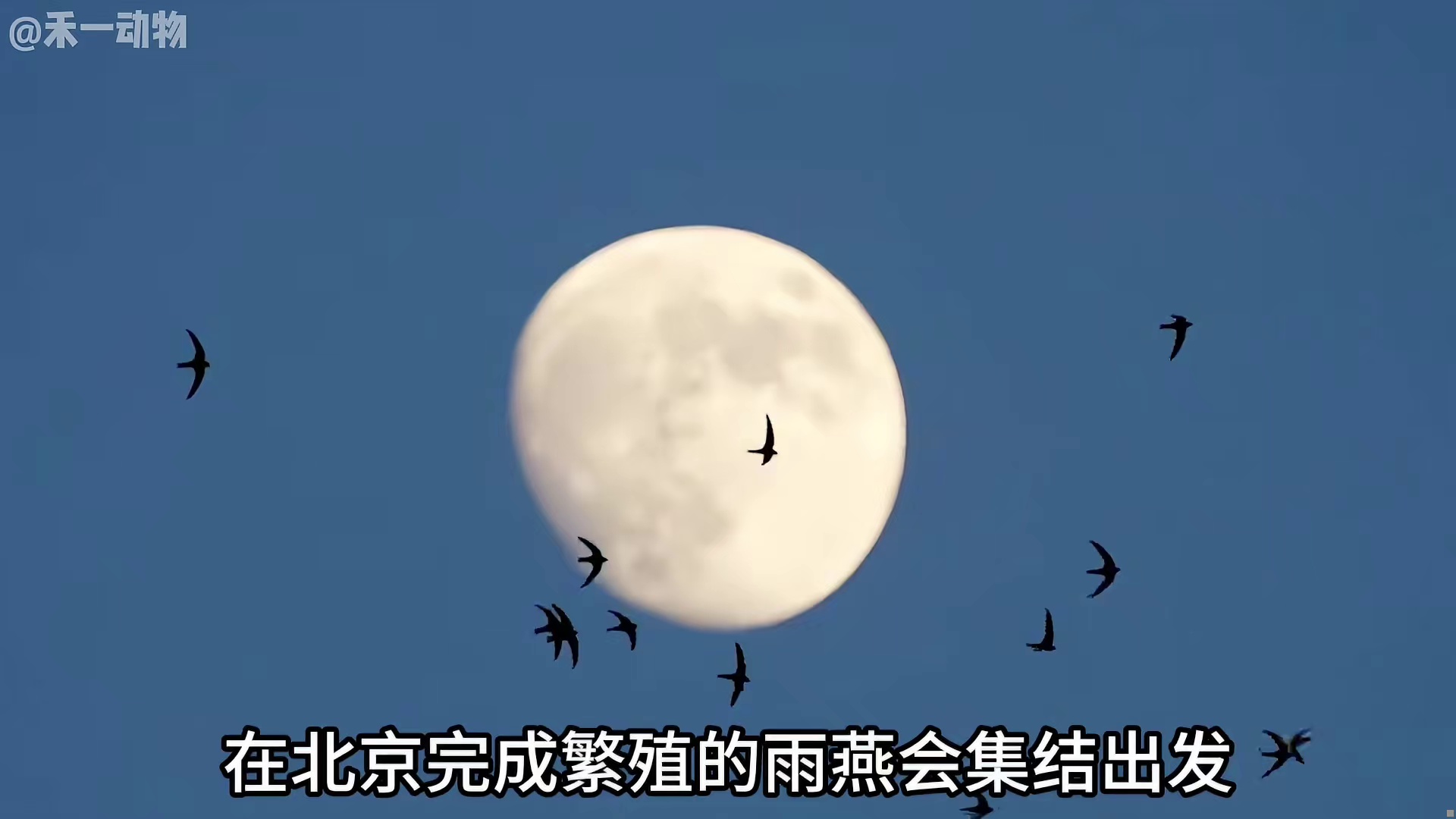 燕子南飞，究竟飞往的是哪里？