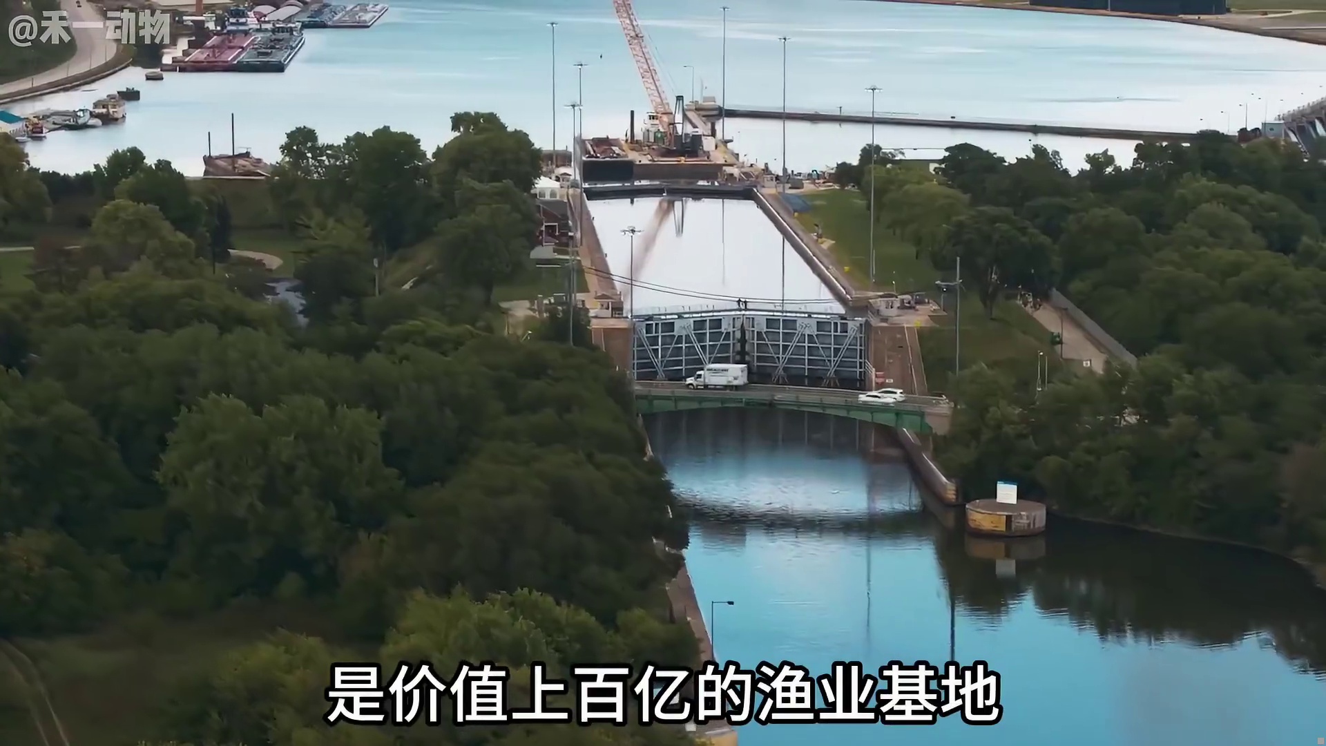 亚洲鲤鱼为什么会在美国如此泛滥？